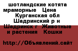 шотландские котята мраморные › Цена ­ 3 000 - Курганская обл., Шадринский р-н, Шадринск г. Животные и растения » Кошки   